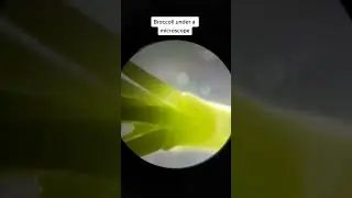 Brocolli under a microscope #brocolli #vegetable