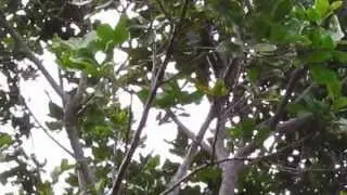 Brown thornbill - hear its trill