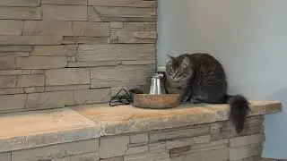 Cat Water Fountain