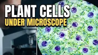 Plant cell under Microscope! Living cells under Microscope #microscope 