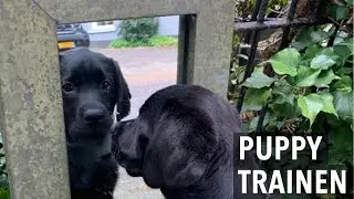 Labrador puppy leert door te spelen - Kip aflevering 7 - Week 13