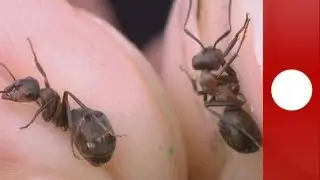 It's a bug's eye - science