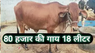 Kanha Dairy Farm ki sabse Best Gaya ll जिसकी कीमत अभी तक सब से ज्यादा #akhileshyadav25 #yadav225 