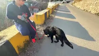 Small Dog, Big Courage 😱🔥 Vlog 43