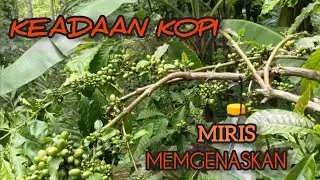 contoh kopi robusta yang terserang kutu kebul dan PBKO