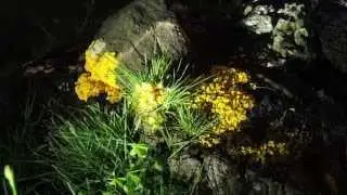 Time Lapse: Slime mold: Giant Amoeba Engulfs Rock: Myxamoeba with flagellate update
