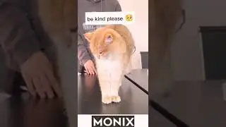Forced startup...failure!!😻😴 sleeping cat |#shorts