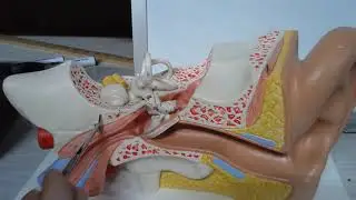 ear model parts