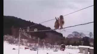 Going Viral: More Than A Dozen Monkeys Cross Utility Lines