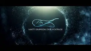 Scuba Dive The Cementco and Flinders Reef Night Dive 09-02-19