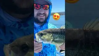 #multispeciesfishing at #lakeberryessa ☀️🥵🎣