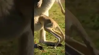 filhote de canguru entrando na bolsa da m&atilde;e #shorts