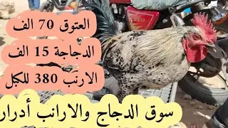 أدرار الدجاج البيضا ب 80 الف بسوق الجمعة