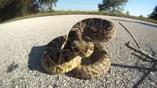 Rattlesnake Bites at 60fps (Eastern Diamondback)
