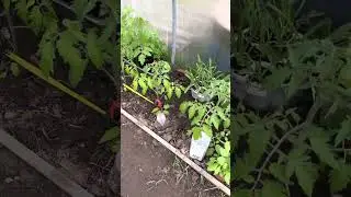 Плотная посадка томатов. Расстояние между кустами томатов.
