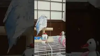 #セキセイインコ 短い尾羽根の限定もこ🩵ｗｗ