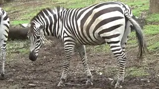 シマウマさんが可愛い❤ Cute zebra #144　【Cute animal videos】