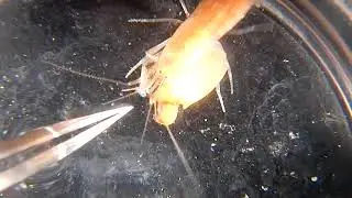 Snapping synalpheus dardeaui