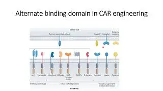 Alternate binding domain in CAR engineering #Code: 1068