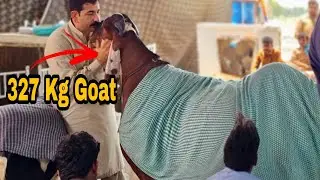 327 Kg Goat Breaks World Record International Goat Show 2022
