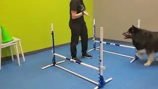 Czar agility 