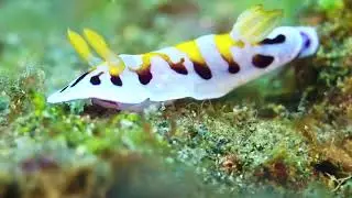 hypselodoris sp