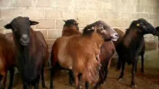 sementales ovinos black belly rancho el toson 6