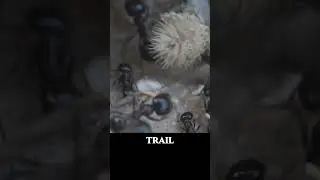 Incredible Work Ethic and Organization of Ants  Ultra Macro | Forest Sound ASMR #macro