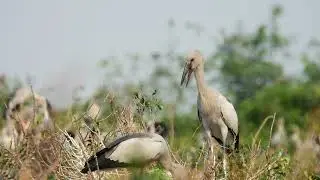 EP100.Mysterious Forest in The World, Where Secret Species Of Bird Live Peacefully /RELAXING SOUND/