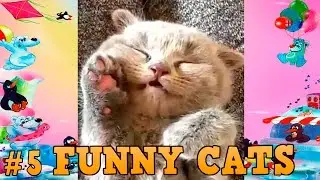 Best Funny Cats Compilation Beautiful Cat Videos # 5 Прикольные Смешные котики