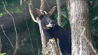 Chamois d'orbe