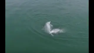 Rare white dolphin couple spotted playing courtship game| CCTV English