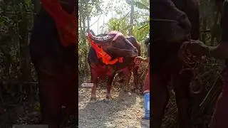 Dangor moh 🔥 | moh juj | moh juj 2023 #shorts #cow #trendingshorts #bull #moh #youtubeshorts #animal