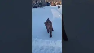 Baby goats and bunnies sliding on the ice @F@FloppyPharm#snowgoat #goatkids #babygoats #babyanimal