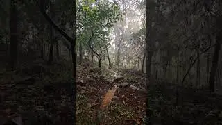 Peaceful Rain Walk ☔🌦️ An Evening Stroll Through the Forest  #ambiencevideo