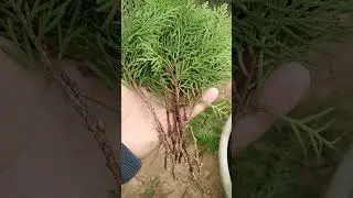 Thuja propagation # dhupi cutting #nature#gardening
