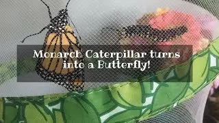 Monarch Caterpillar turns into a Butterfly!