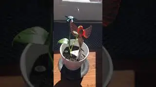 Solar humming bird #solar #hummingbird #georgia #helen