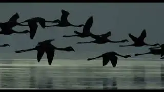 Arrival of the birds - The Cinematic Orchestra, London Metropolitan Orchestra