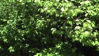Native Plants in Maine