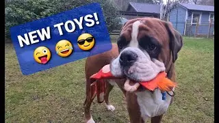 Boxer Rex And Sammie Surprise New Toys! They Are So Spoiled! Happiness! 😎😁