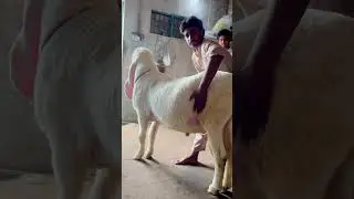 Kajla Chatra Show 2023 | Winner |Malish time
