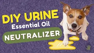 DIY Natural Urine Neutralizer | How To Get Rid of Pet Urine Smell