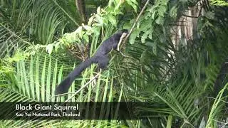 A Trash Tours Minut - Black Giant Squirrel