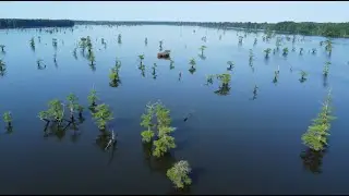 Reelfoot Lake, Tennessee, 5/17/23