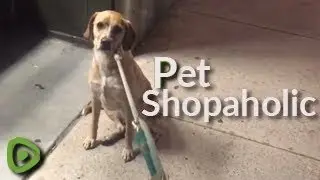 Dog realizes favorite pet store is closed,  refuses to go home until it opens