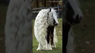 horse#animals#ytshorts#nature#wildlife