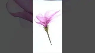 How to Paint Transparent Watercolor Flowers