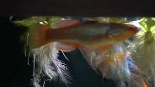 snakehead gudgeon beautiful Australian fish  one of the MOST UNDERRATED FISH in the hobby
