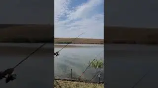 Caras sau Ciortan!?